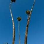 Things you didn’t know about fullerton ca