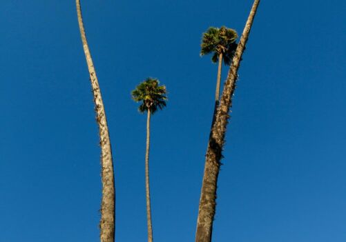 Things you didn’t know about fullerton ca